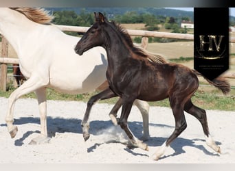 KWPN, Stallion, , Black