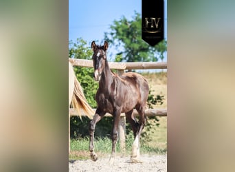 KWPN, Stallion, , Black