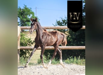 KWPN, Stallion, , Black