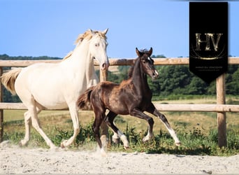KWPN, Stallion, , Black