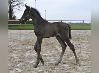 KWPN, Stallion, Foal (01/2024), Black