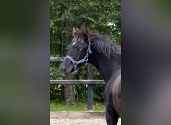 KWPN, Stallion, Foal (04/2025), Black