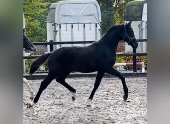 KWPN, Stallion, Foal (04/2025), Black