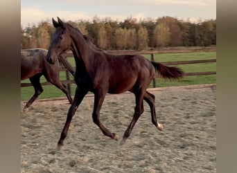 KWPN, Stallion, Foal (05/2025), Black