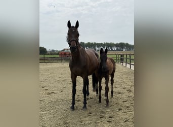 KWPN, Stallion, Foal (05/2025), Black