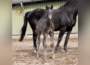 KWPN, Stallion, Foal (03/2024), Black