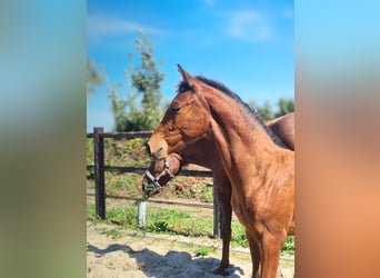 KWPN, Stallion, Foal (05/2025), Brown