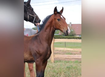 KWPN, Stallion, Foal (03/2025), Brown