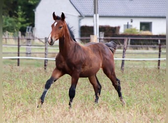KWPN, Stallion, Foal (03/2025), Brown