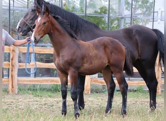 KWPN, Stallion, Foal (03/2025), Brown