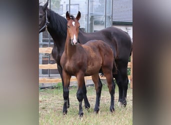 KWPN, Stallion, Foal (03/2025), Brown