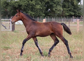KWPN, Stallion, Foal (03/2025), Brown