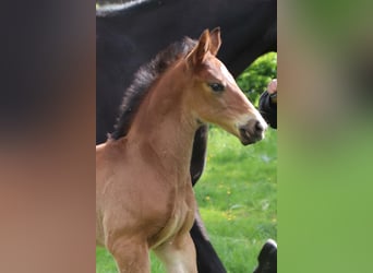 KWPN, Stallion, , Brown