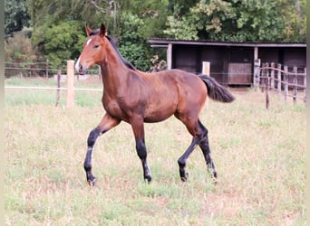 KWPN, Stallion, Foal (03/2025), Brown