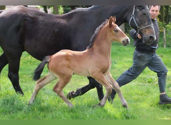 KWPN, Stallion, , Brown