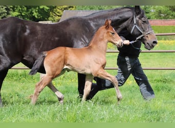 KWPN, Stallion, , Brown