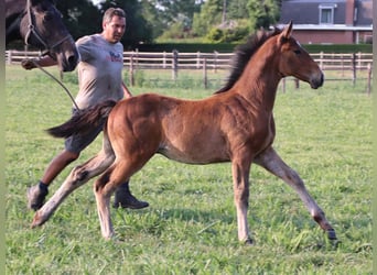 KWPN, Stallion, Foal (03/2025), Brown