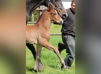 KWPN, Stallion, , Brown