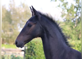 KWPN, Stallion, Foal (06/2024), Brown