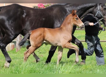 KWPN, Stallion, , Brown