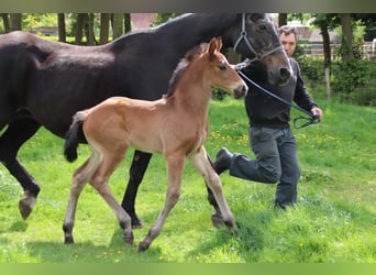 KWPN, Stallion, , Brown