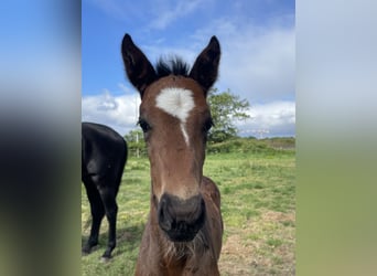 KWPN, Stallion, , Brown