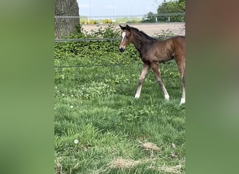 KWPN, Stallion, , Brown