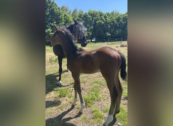 KWPN, Stallion, , Brown