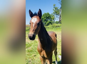 KWPN, Stallion, , Brown