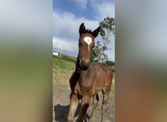 KWPN, Stallion, , Brown