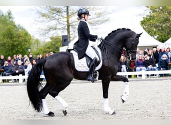 KWPN, Stallion, , Brown