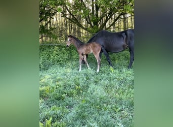 KWPN, Stallion, , Brown