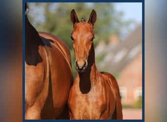 KWPN, Stallion, Foal (01/2024), Brown