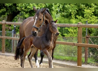 KWPN, Stallion, , Brown