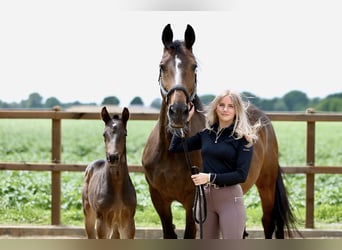 KWPN, Stallion, , Brown