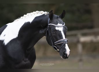 KWPN, Stallion, , Brown