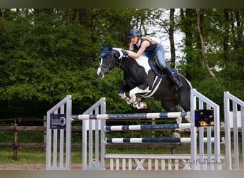 KWPN, Stallion, , Brown