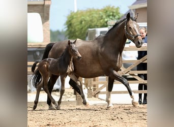 KWPN, Stallion, , Brown