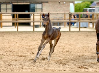 KWPN, Stallion, , Brown