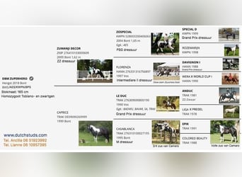 KWPN, Stallion, , Brown