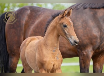 KWPN, Stallion, Foal (03/2024), Brown