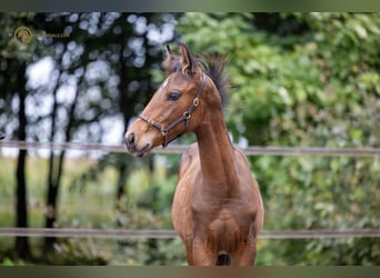 KWPN, Stallion, Foal (06/2023), Brown
