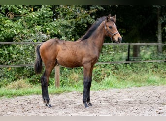 KWPN, Stallion, Foal (06/2023), Brown