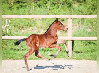 KWPN, Stallion, , Brown