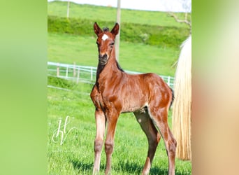 KWPN, Stallion, , Brown