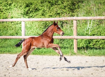 KWPN, Stallion, , Brown