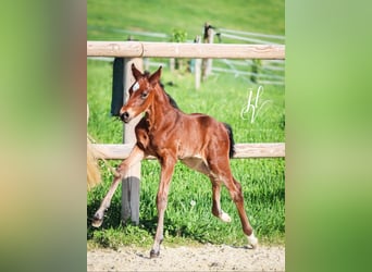KWPN, Stallion, , Brown