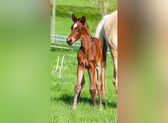 KWPN, Stallion, , Brown