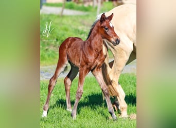 KWPN, Stallion, , Brown