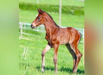 KWPN, Stallion, , Brown